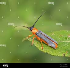 Attēlu rezultāti vaicājumam “Oberea oculata”