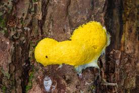 Attēlu rezultāti vaicājumam “Fuligo cinerea macro”