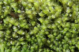 Attēlu rezultāti vaicājumam “Harpanthus scutatus”