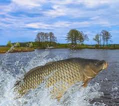 Image result for Fylde Boat Angling Club