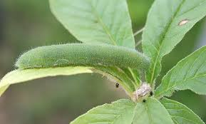 Attēlu rezultāti vaicājumam “Pieris rapae larva”