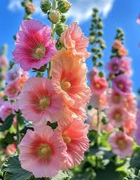 Attēlu rezultāti vaicājumam “Alcea rosea flower”