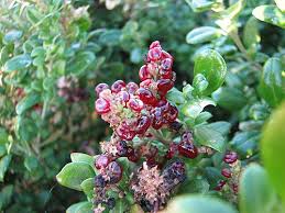 Attēlu rezultāti vaicājumam “Chenopodium polyspermum var. acutifolium flower”
