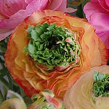 Attēlu rezultāti vaicājumam “Ranunculus elatior flower”