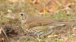 Attēlu rezultāti vaicājumam “Anthus trivialis adult”