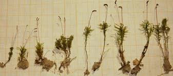 Attēlu rezultāti vaicājumam “Atrichum flavisetum”