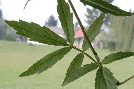 Attēlu rezultāti vaicājumam “Cardamine bulbifera leaf”