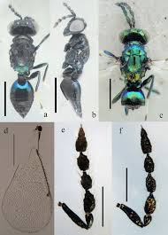 Attēlu rezultāti vaicājumam “Capsus ater imago”