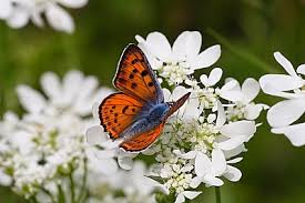 Attēlu rezultāti vaicājumam “Lycaena alciphron”
