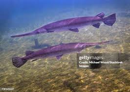 Image result for Atractosteus spatula