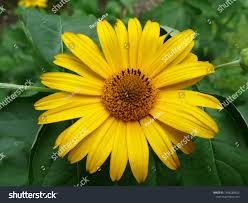 Attēlu rezultāti vaicājumam “Asteraceae”