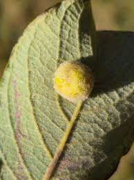 Attēlu rezultāti vaicājumam “Euura pedunculi”