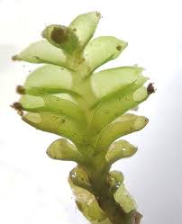 Attēlu rezultāti vaicājumam “Tritomaria exsectiformis”