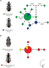 Attēlu rezultāti vaicājumam “Pterostichus oblongopunctatus”