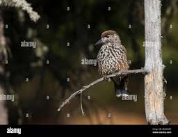 Attēlu rezultāti vaicājumam “Nucifraga caryocatactes adult”