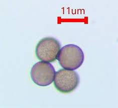 Attēlu rezultāti vaicājumam “Badhamia nitens”