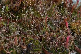 Image result for Utricularia