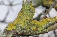 Attēlu rezultāti vaicājumam “Illosporiopsis christiansenii”