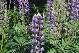 Image result for Lupinus polyphyllus Lindl.