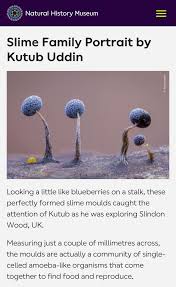 Attēlu rezultāti vaicājumam “Physarum diderma”