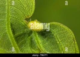 Attēlu rezultāti vaicājumam “Neuroterus albipes”