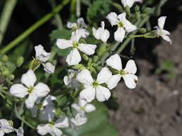 Attēlu rezultāti vaicājumam “Raphanus raphanistrum”