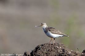 Image result for Pterodroma feae