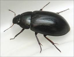 Attēlu rezultāti vaicājumam “Hydrochara caraboides”