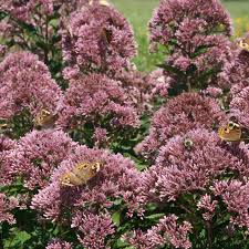 Attēlu rezultāti vaicājumam “Cnidium dubium”