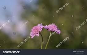 Image result for Scabiosa canescens