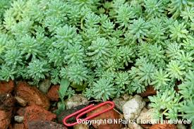 Attēlu rezultāti vaicājumam “Sedum sexangulare leaf”