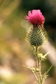 Attēlu rezultāti vaicājumam “Cirsium acaule fruit”