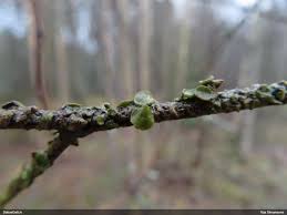 Attēlu rezultāti vaicājumam “Cetraria sepincola”