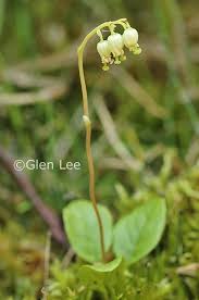 Attēlu rezultāti vaicājumam “Orthilia secunda fruit”
