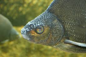 Image result for Abramis brama