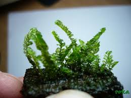 Attēlu rezultāti vaicājumam “Blepharostoma trichophyllum sporophyte”