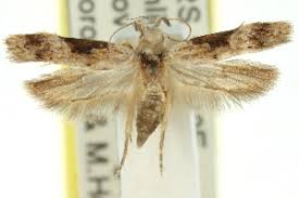 Attēlu rezultāti vaicājumam “Hypatima rhomboidella”