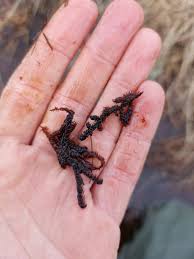 Attēlu rezultāti vaicājumam “Scorpidium revolvens”