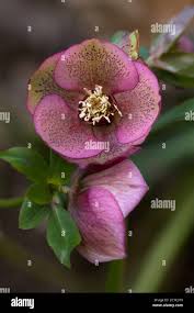 Image result for Christrose