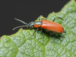 Attēlu rezultāti vaicājumam “Anthocomus rufus”