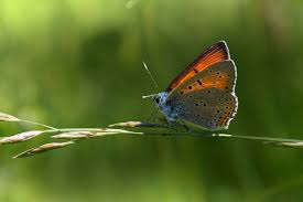 Attēlu rezultāti vaicājumam “Lycaena hippothoe underside”