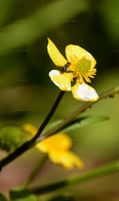Attēlu rezultāti vaicājumam “Ranunculus flammula bud”