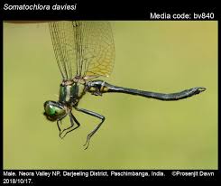 Attēlu rezultāti vaicājumam “Cordulidae”