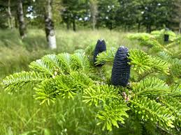 Attēlu rezultāti vaicājumam “Abies koreana”