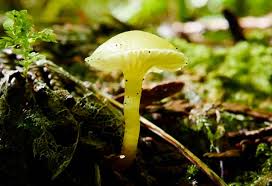 Attēlu rezultāti vaicājumam “Hygrocybe sp.”