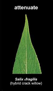 Attēlu rezultāti vaicājumam “Glaux maritima leaf”