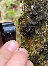 Attēlu rezultāti vaicājumam “Thelopsis rubella”