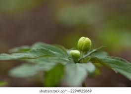 Attēlu rezultāti vaicājumam “Anemone ranunculoides bud”