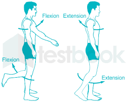 Image result for body midline