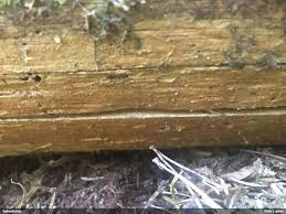 Attēlu rezultāti vaicājumam “Phlebia serialis”